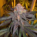 Grand Doggy Purps strain