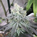 Grapes and Cream strain