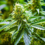 Lemon Royale strain